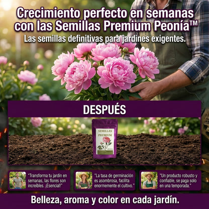 Semillas PREMIUM de Peonias ( 20 gramos )