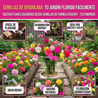 Semillas PREMIUM de Portulaca