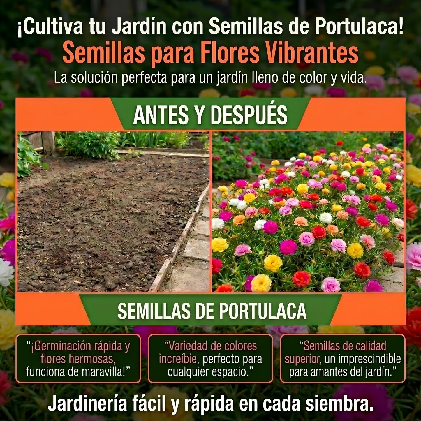 Semillas PREMIUM de Portulaca