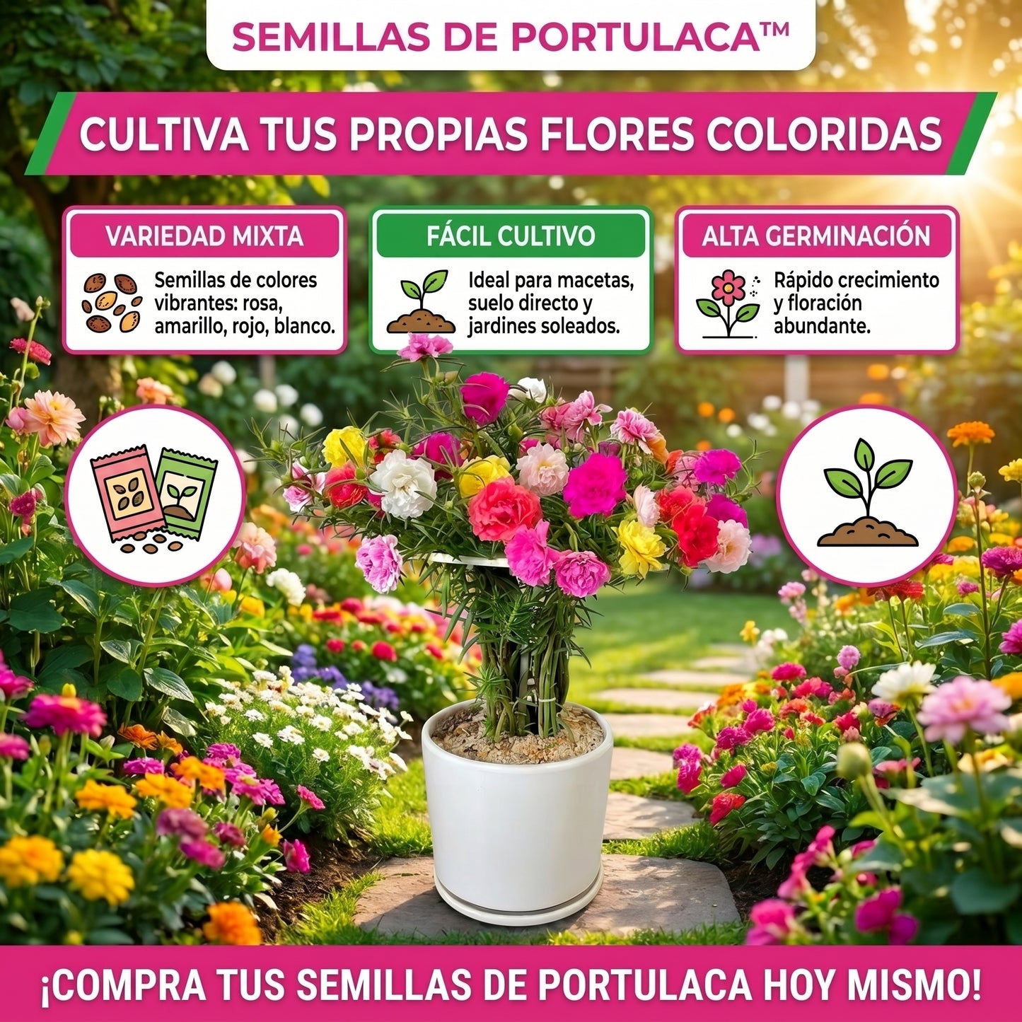Semillas PREMIUM de Portulaca