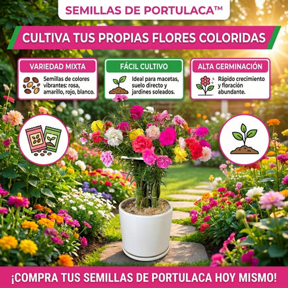 Semillas PREMIUM de Portulaca