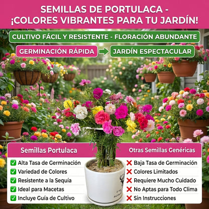 Semillas PREMIUM de Portulaca